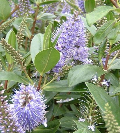 Ilex, Inkberry, Gallberry Densa