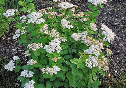 Panicle Hydrangea, Tree Hydrangea Pee Wee