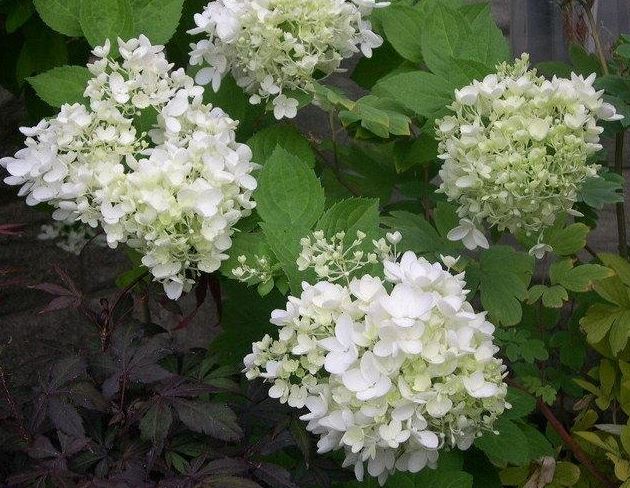 Styrax, Japanese Snowbell, Weeping Styrax Carillon