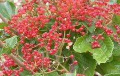 Bahama Nightshade, Cankerberry, Key West Nightshade