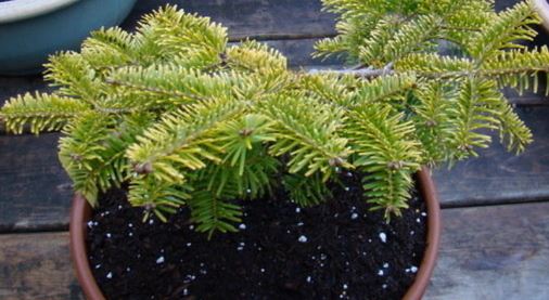 Full Moon Maple, Japanese Maple Otaki