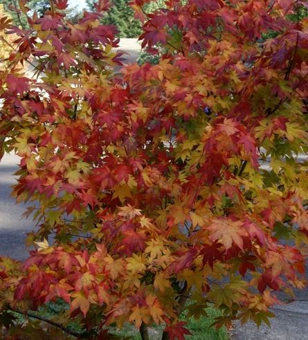 Ribbon-leaf Japanese Maple Atrolineare