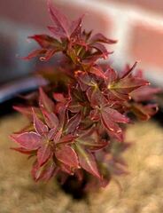 Salvia, Baby Sage, Blackcurrant Sage, Delta Sage, Graham's Sage, Little Leaf Sage 'Berzerkeley'