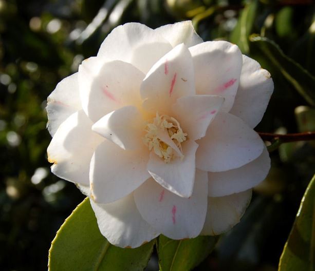 Common Camellia, Japanese Camellia Lady Vansittart