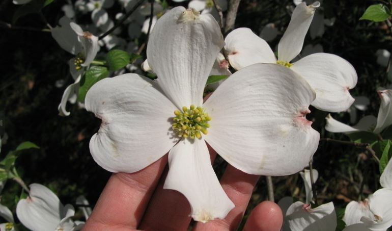 Eastern Dogwood, Flowering Dogwood Grovflor