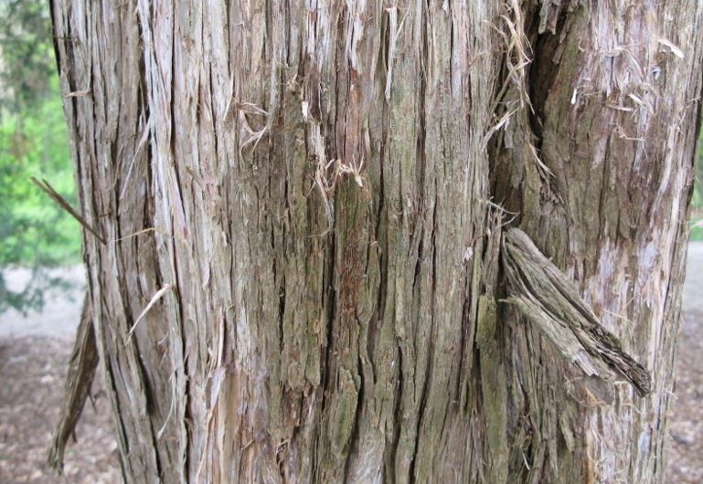 Juniperus, Eastern Red Cedar, Red Cedar Juniper Glauca