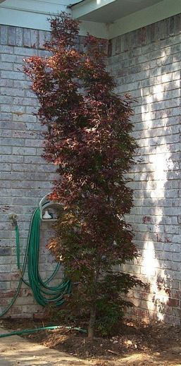 Acer, Japanese Maple Twomblys Red Sentinel