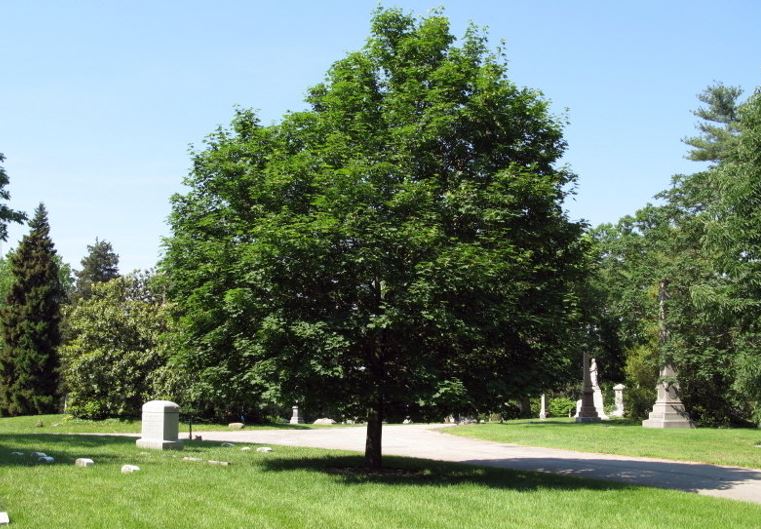 European Maple, Norway Maple Emerald Lustre
