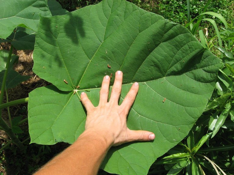 World Paulownia Empress Tree Super Select