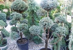 Sawara False Cypress, Boulevard Cypress, Blue Moss Cypress 'Cyano-viridis'