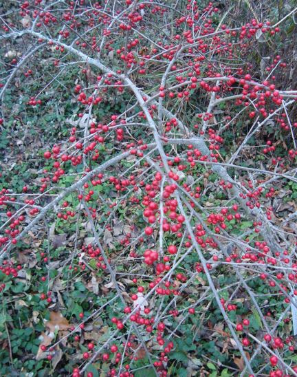 Possum Haw Holly, Possumhaw, Deciduous Holly Memphis Belle