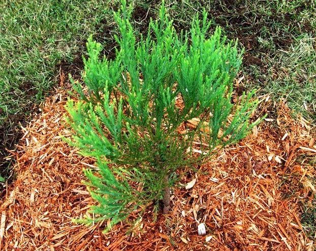 Sequoiadendron, Big Tree, Giant Redwood, Giant Sequoia Hazel Smith