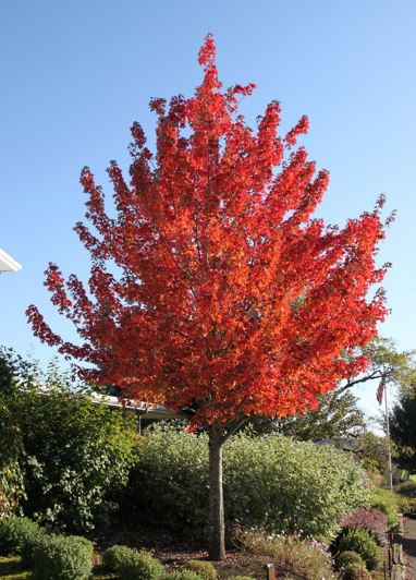 Red Maple, Scarlet Maple Frank Jr.