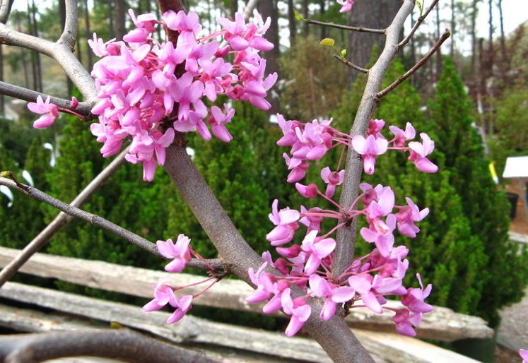 Eastern Redbud, Canadian Redbud, Judas Tree Floating Clouds