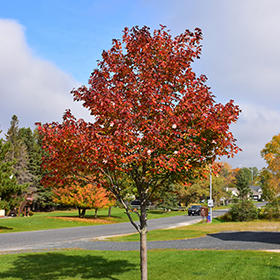 Red Maple, Scarlet Maple Northwood