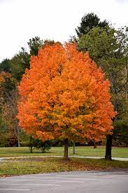Sugar Maple Flax Mill Majesty