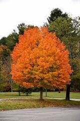 Sugar Maple 'Flax Mill Majesty'