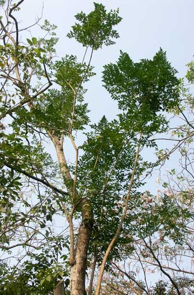 Cork Tree, Tree Jasmine