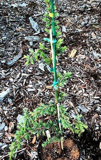 Deodar Cedar, Himalayan Cedar Eisregen