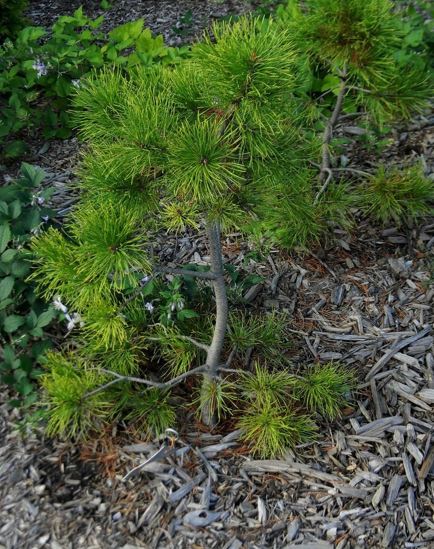 Tall Lodgepole Pine Chief Joseph