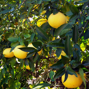 Citrumelo, Hardy Grapefruit Dunstan