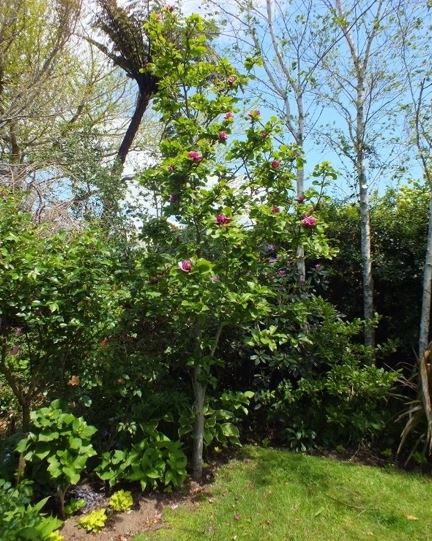 Magnolia Genie