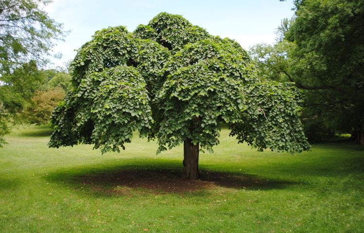 Tabletop Scotch Elm Horizontalis