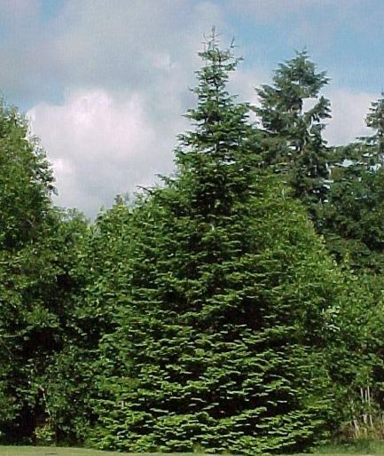 Grand Fir