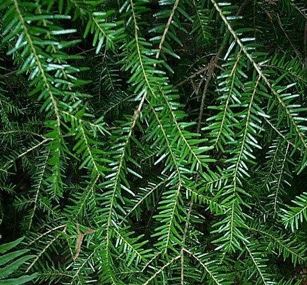 Chinese Hemlock