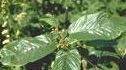Frangula Species, Cascara, Cascara Sagrada, Bearberry, Purshs Buckthorn