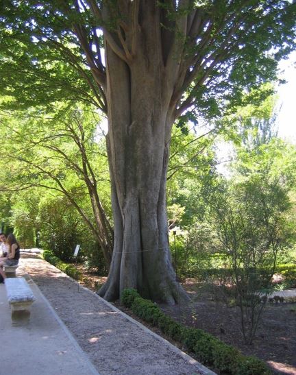 Caucasian Elm