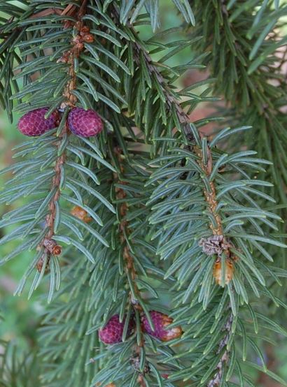 Dragon Spruce