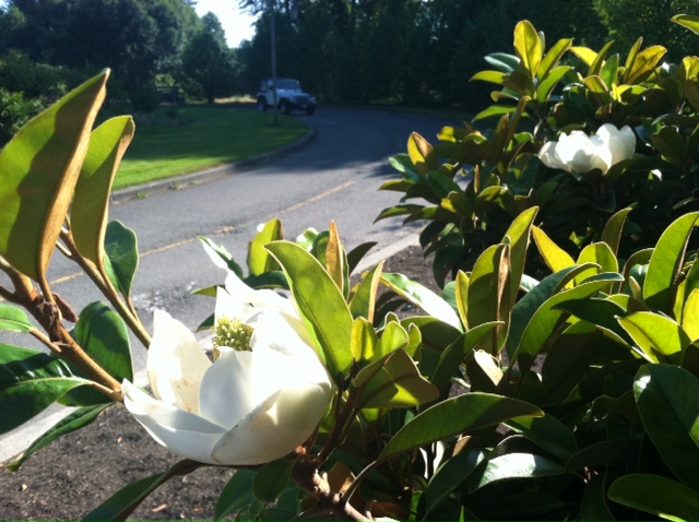 Southern Magnolia Baby Doll