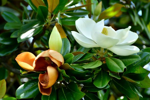 Southern Magnolia Baldwin