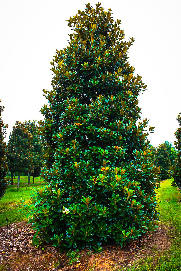 Southern Magnolia Claudia Wannamaker