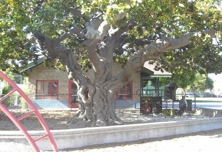 Southern Magnolia Goliath