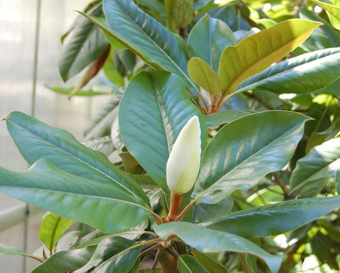 Southern Magnolia Majestic Beauty