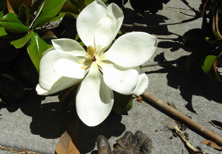 Southern Magnolia Samuel Sommer