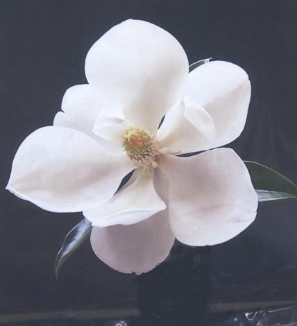 Southern Magnolia St. Mary
