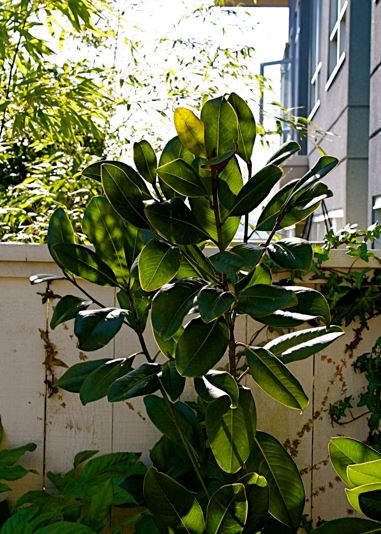 Southern Magnolia Victoria
