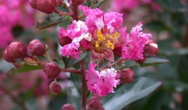 Lagerstroemia, Crape Myrtle, Crepe Myrtle Raspberry Sundae