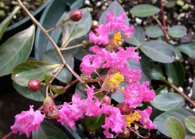Lagerstroemia, Crape Myrtle, Crepe Myrtle Lafayette