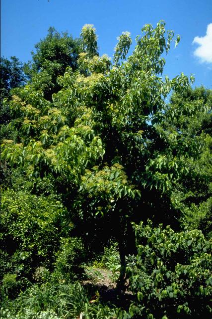 Walter Dogwood