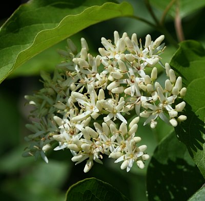 Swamp Dogwood, Stiff Dogwood