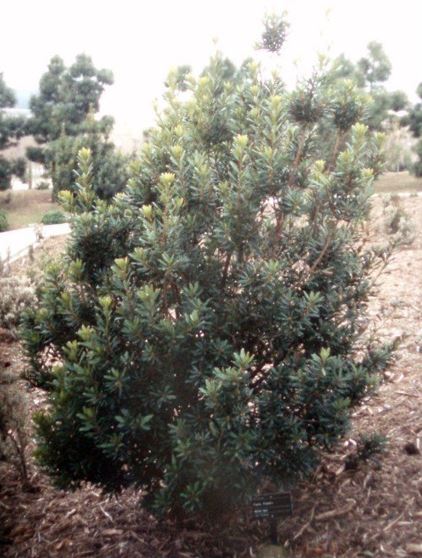 Firetree, Candleberry Myrtle