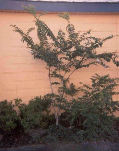 Lagerstroemia, Crape Myrtle, Crepe Myrtle Alba
