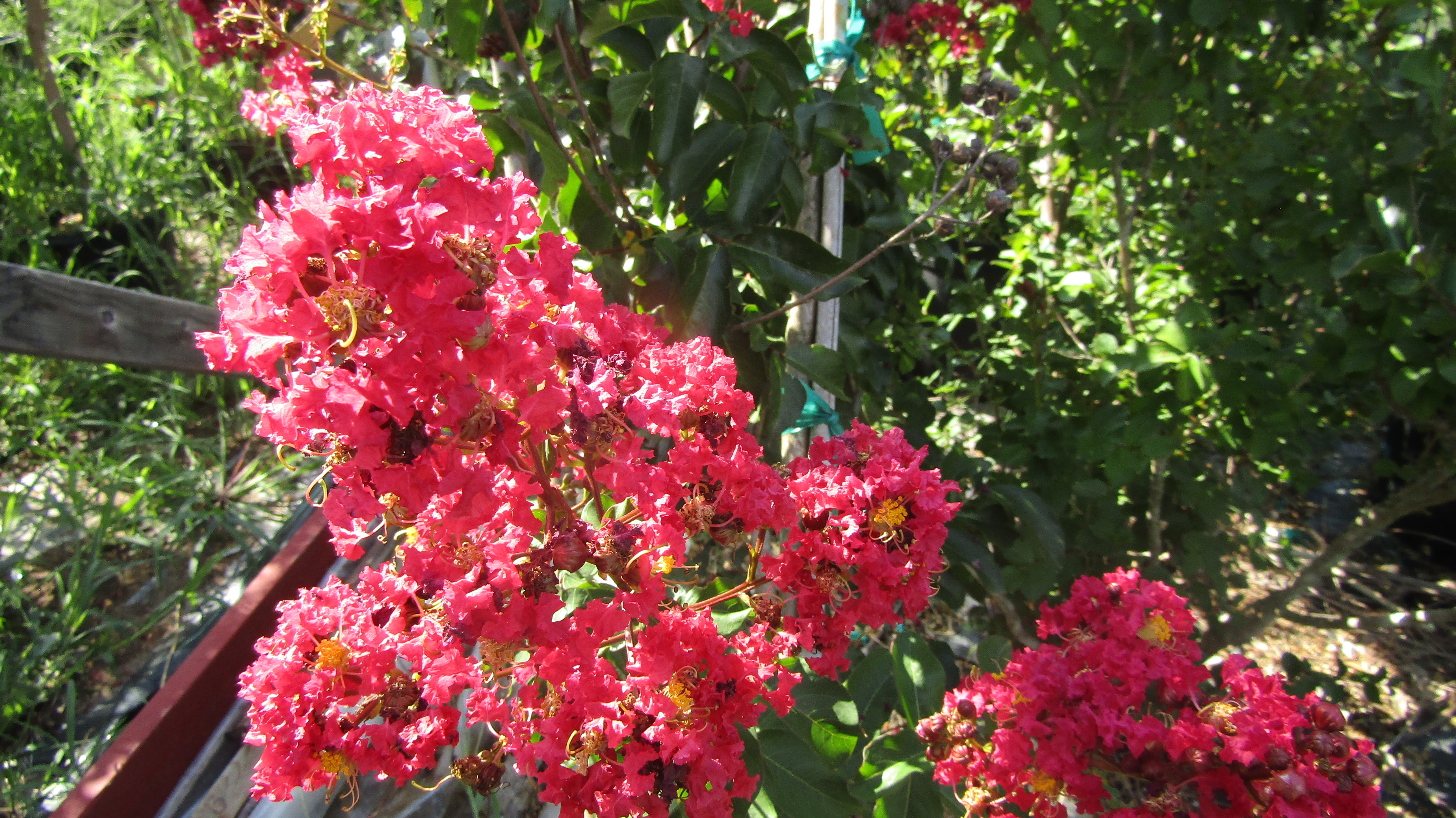 Lagerstroemia, Crape Myrtle, Crepe Myrtle Comanche