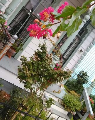 Lagerstroemia, Crape Myrtle, Crepe Myrtle Country Red