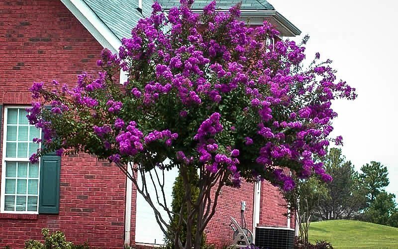 Lagerstroemia, Crape Myrtle, Crepe Myrtle Dwarf Blue