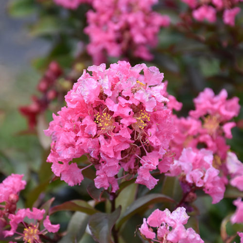 Lagerstroemia, Crape Myrtle, Crepe Myrtle Ingleside Pink